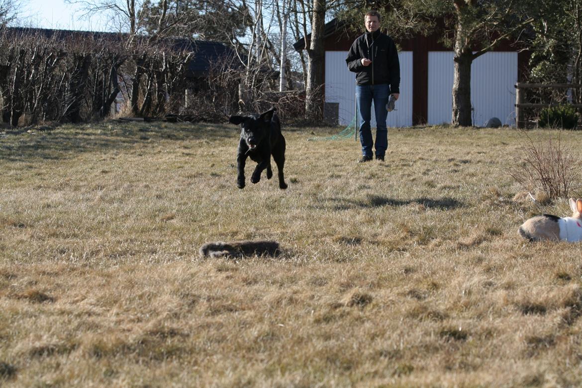 Labrador retriever Blackboys Kenzo - forårs træning billede 6