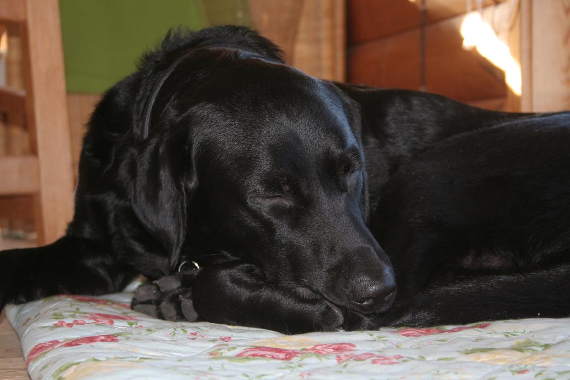 Labrador retriever Blackboys Kenzo billede 7