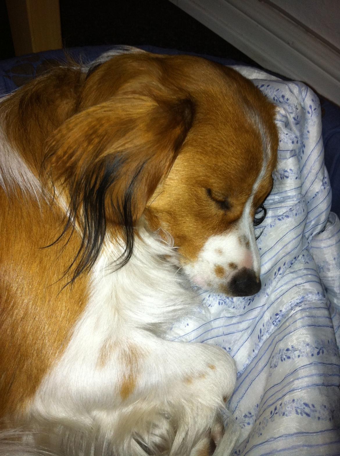 Kooikerhondje Baschko's Jelle V. Danser billede 1