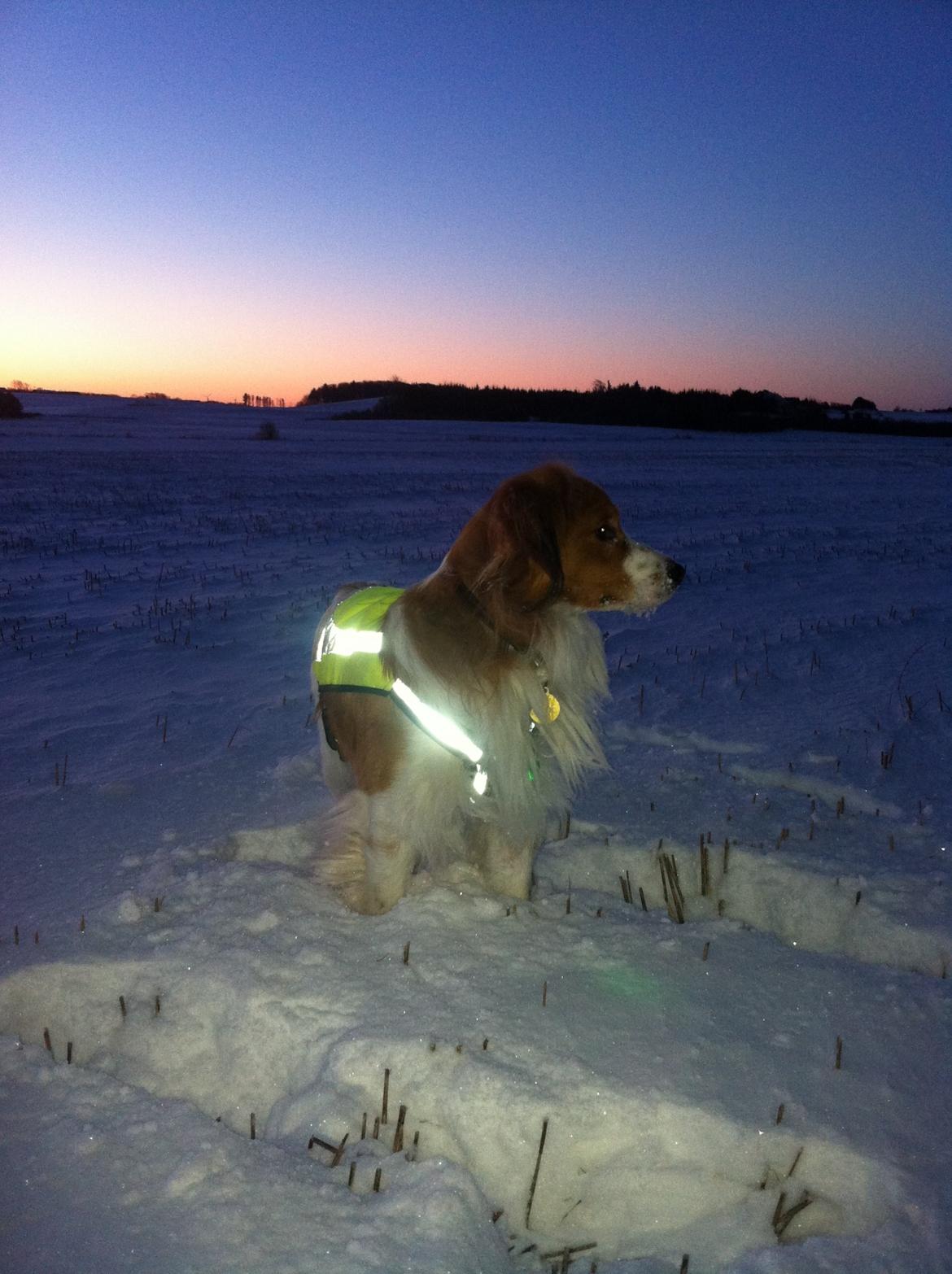 Kooikerhondje Baschko's Jelle V. Danser billede 3