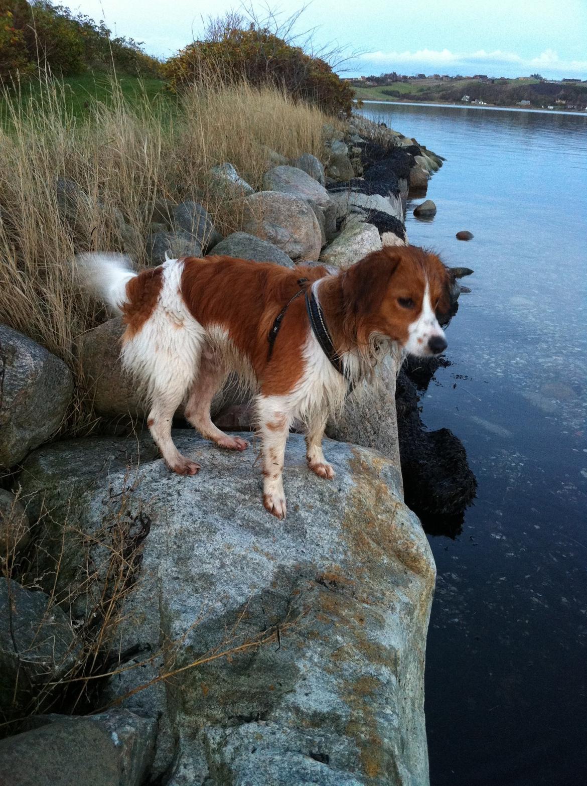 Kooikerhondje Baschko's Jelle V. Danser billede 4