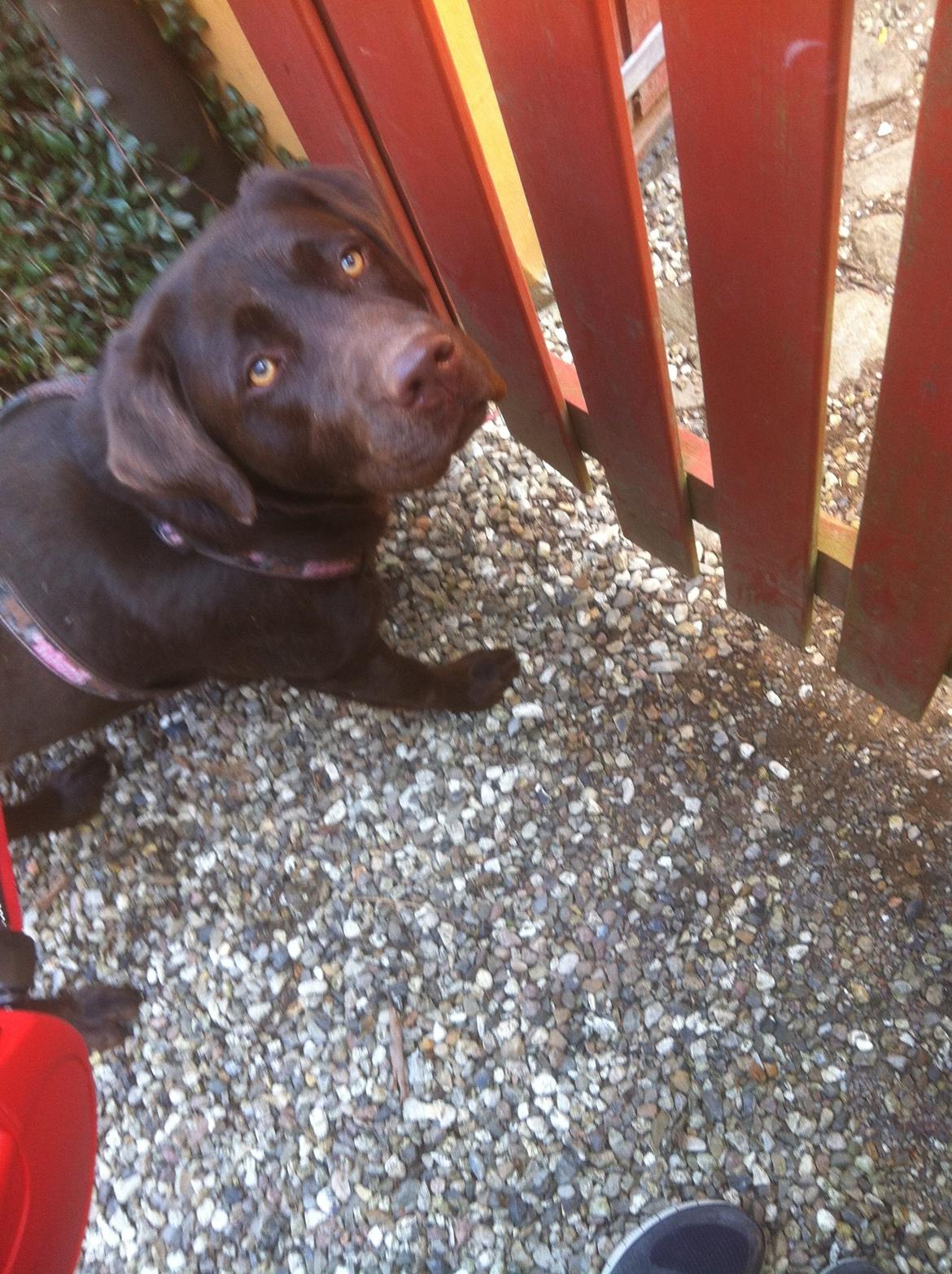 Labrador retriever Mocca billede 1