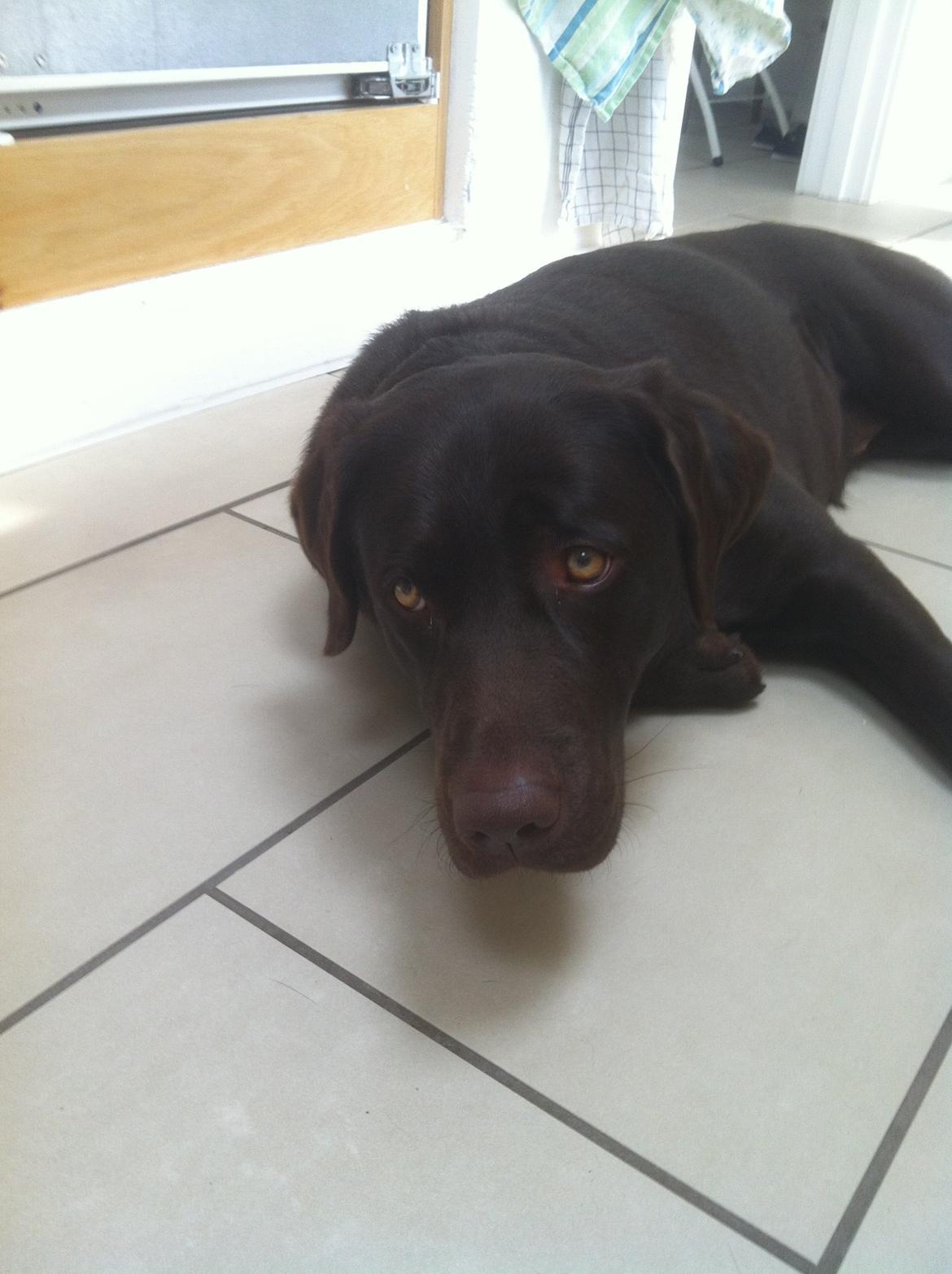 Labrador retriever Mocca billede 2