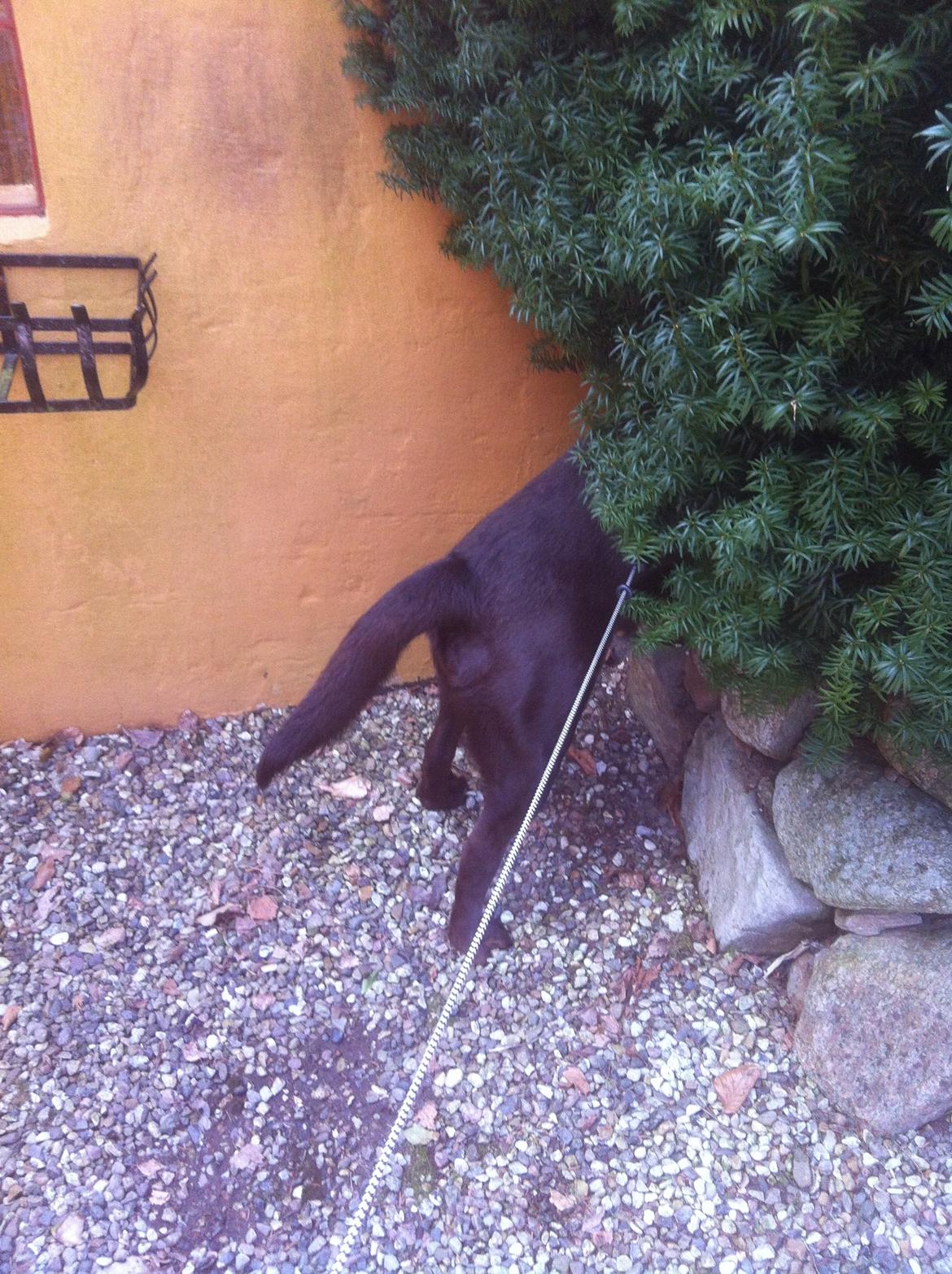 Labrador retriever Mocca billede 3