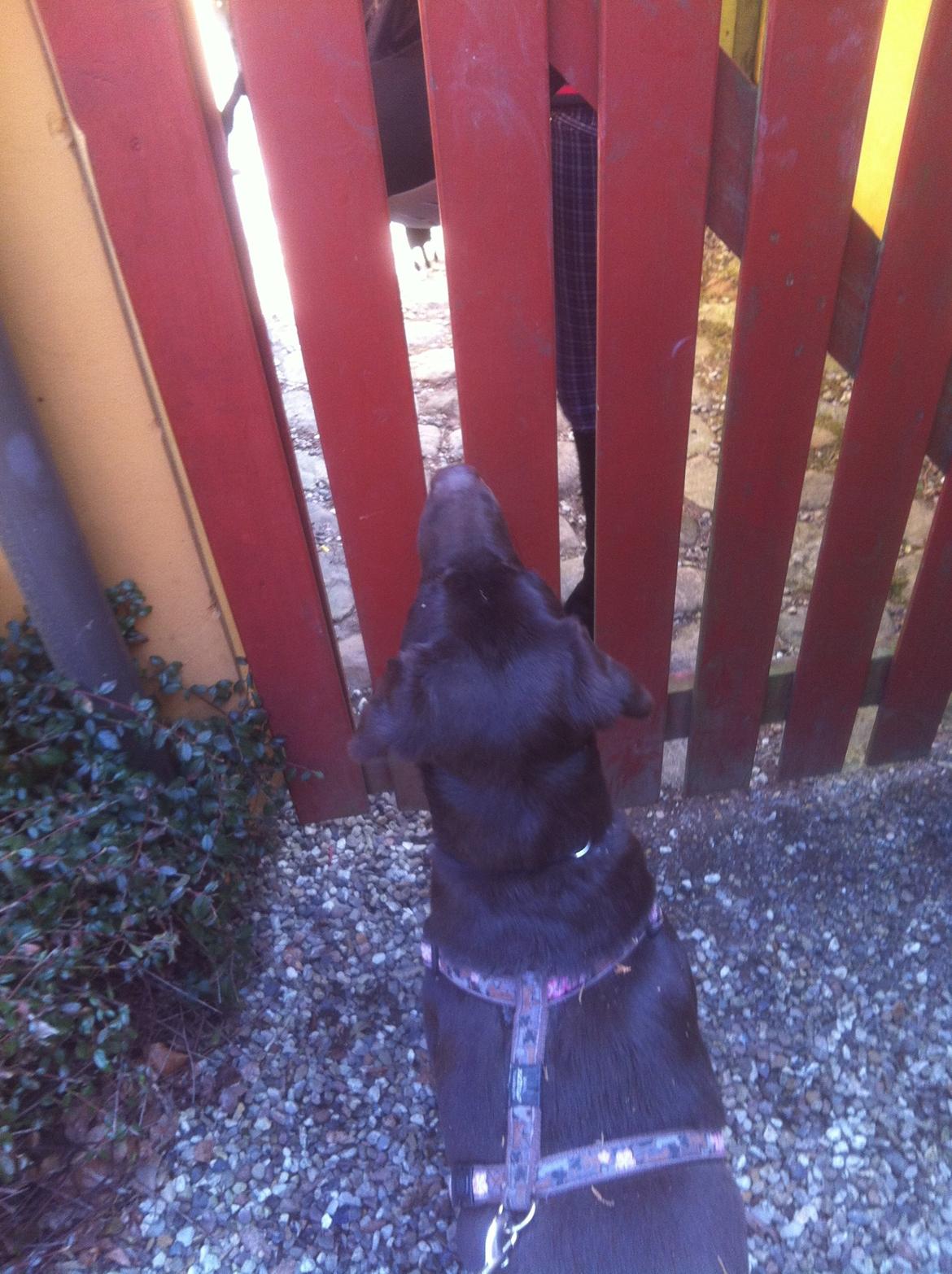 Labrador retriever Mocca billede 4