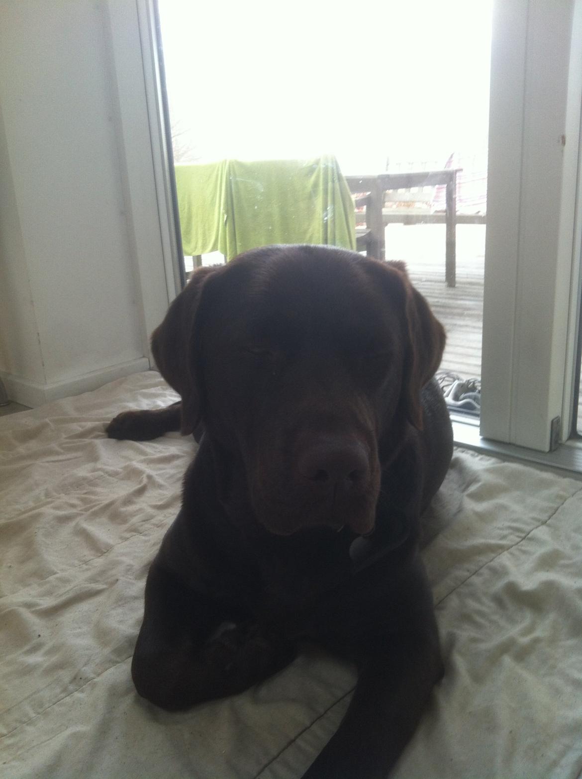 Labrador retriever Mocca billede 5