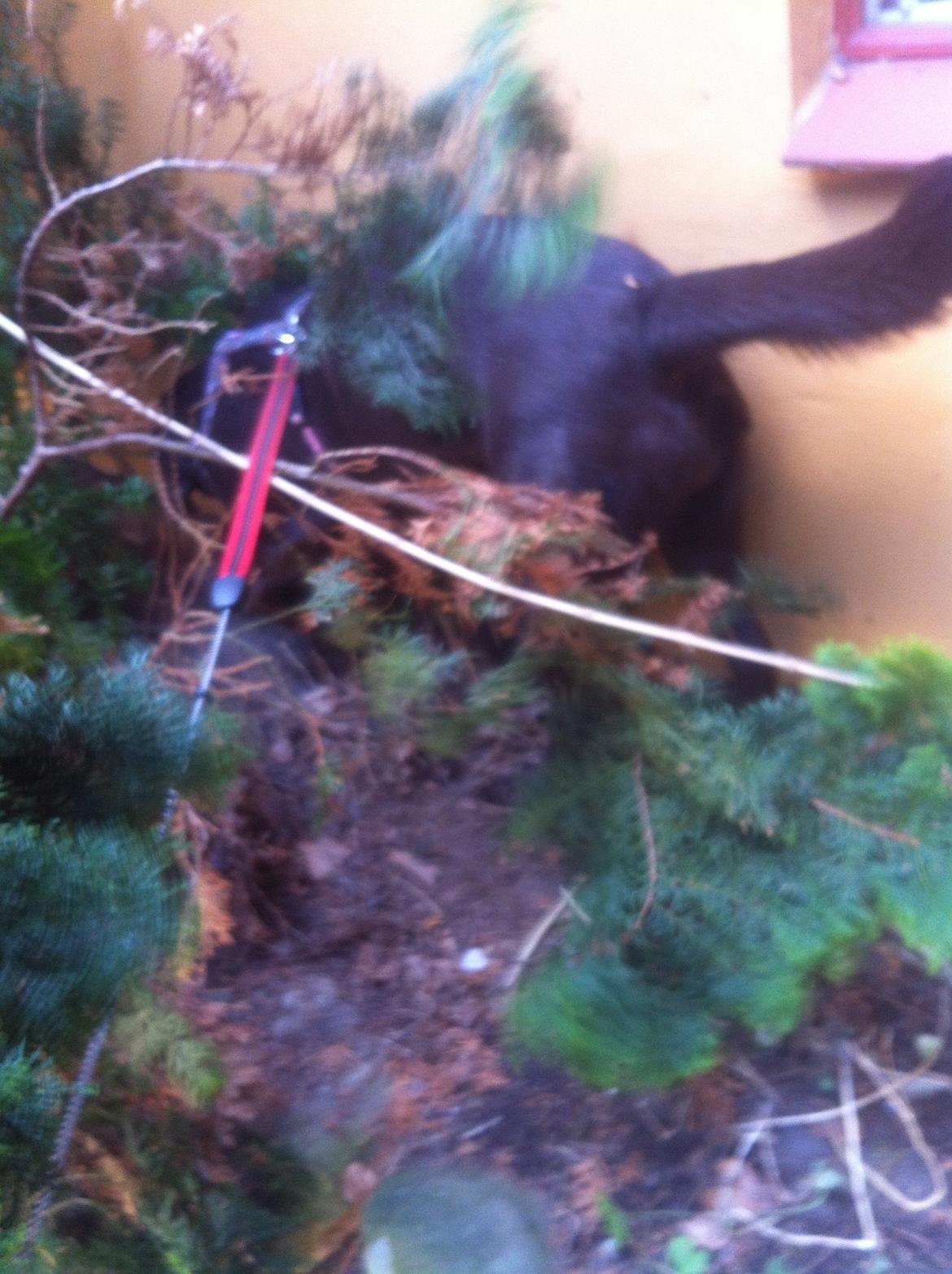 Labrador retriever Mocca billede 6