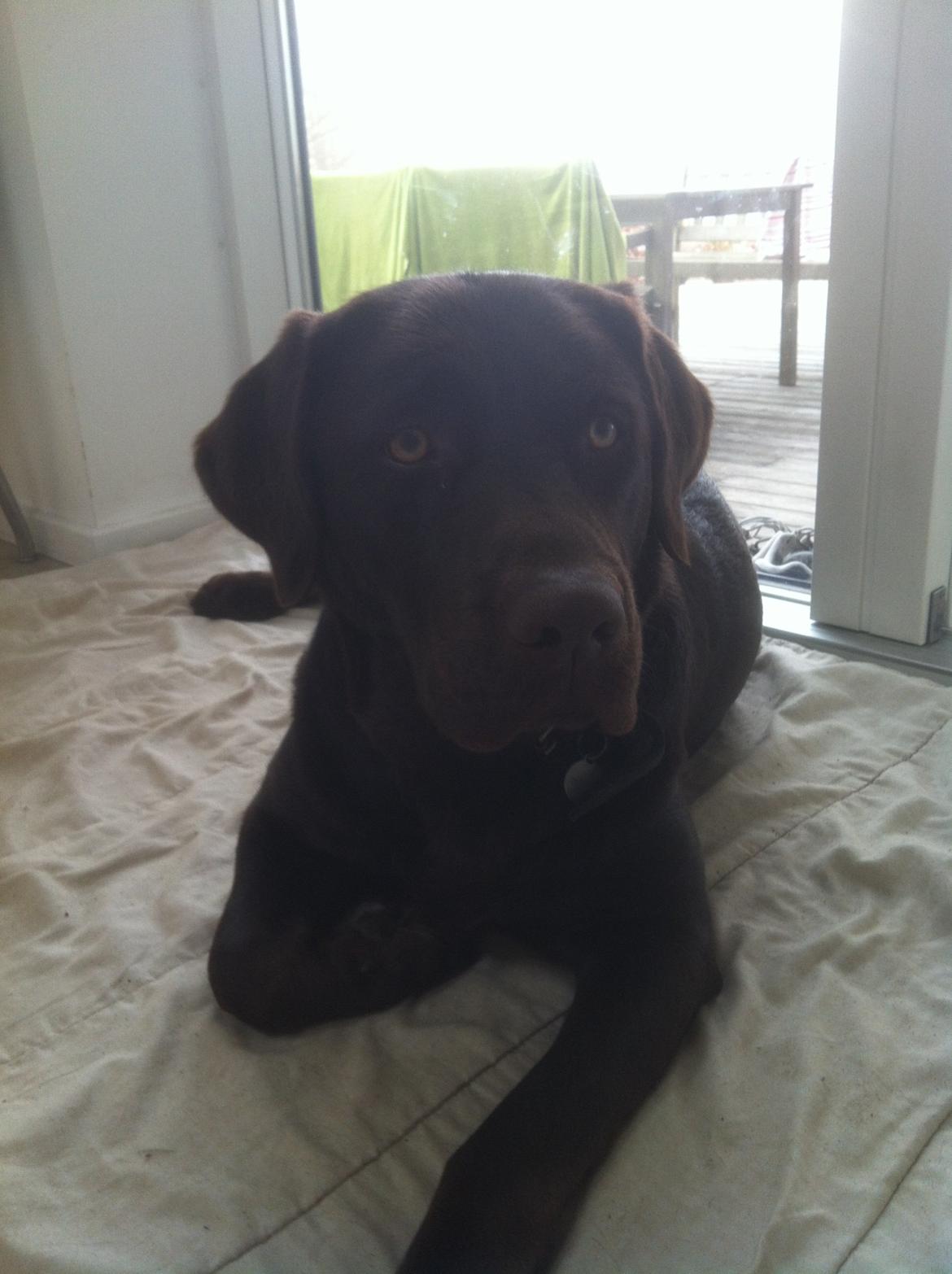 Labrador retriever Mocca billede 7