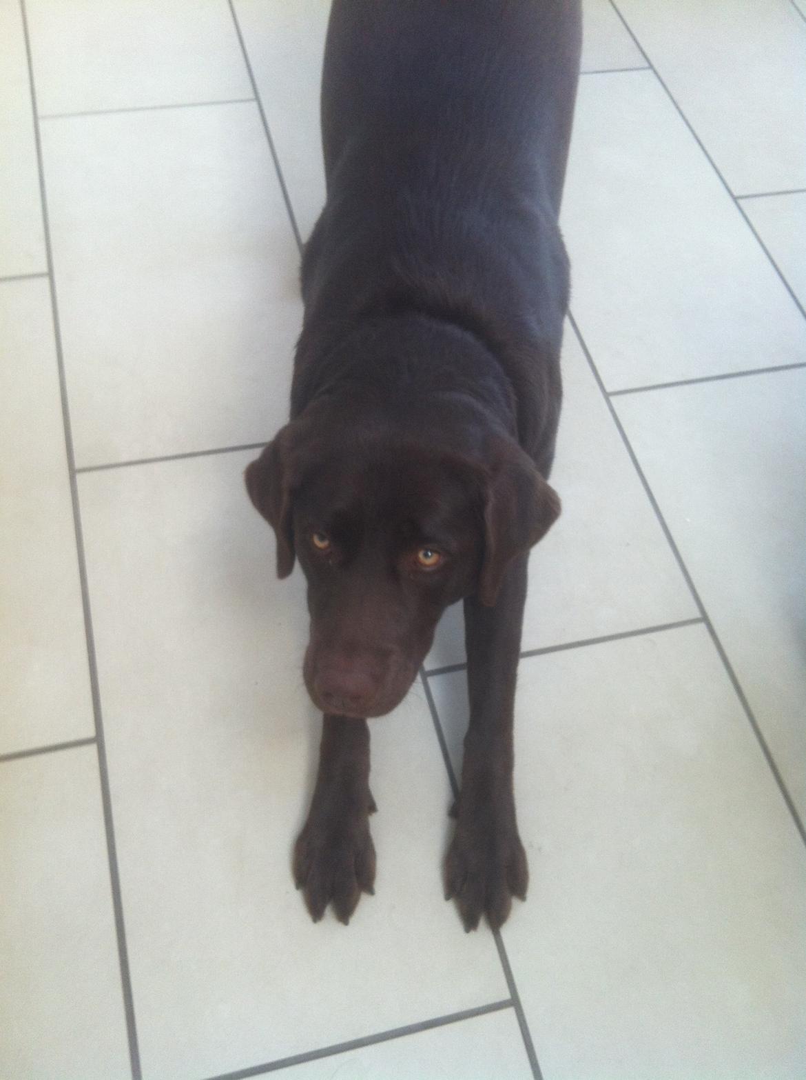 Labrador retriever Mocca billede 8