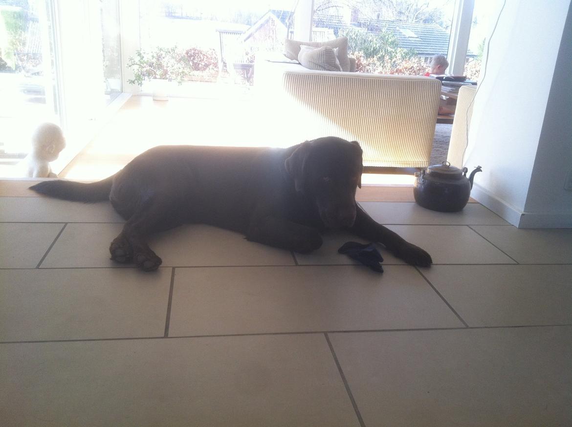 Labrador retriever Mocca billede 9