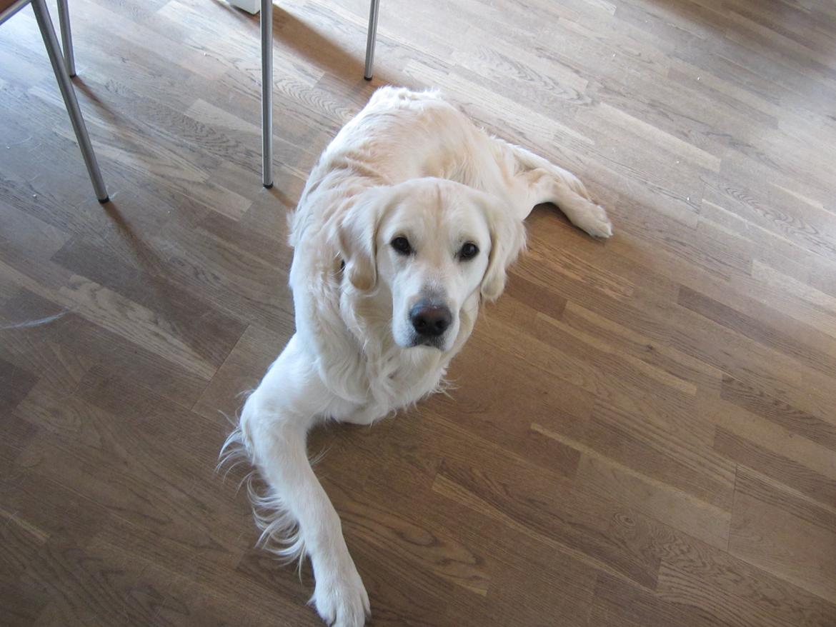 Golden retriever Lapaia's Chang [Hvapz] billede 12