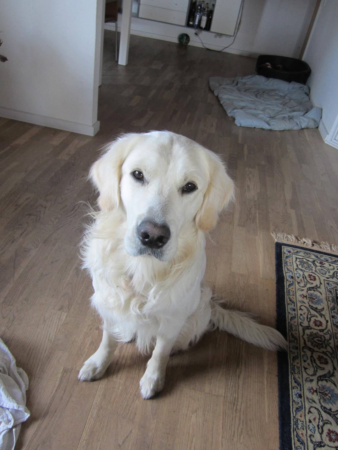 Golden retriever Lapaia's Chang [Hvapz] billede 13