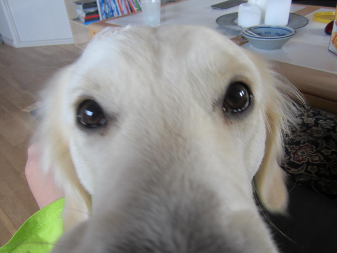 Golden retriever Lapaia's Chang [Hvapz] billede 15