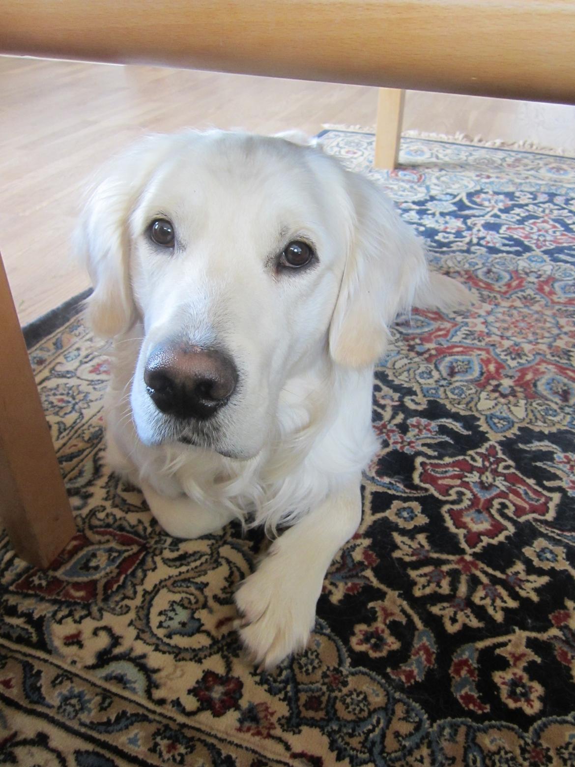 Golden retriever Lapaia's Chang [Hvapz] billede 17