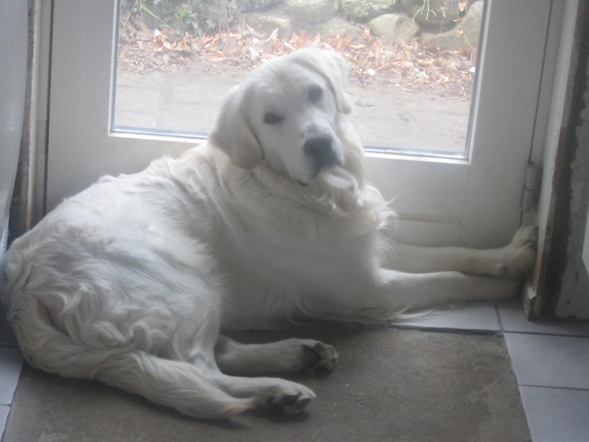 Golden retriever Lapaia's Chang [Hvapz] billede 18