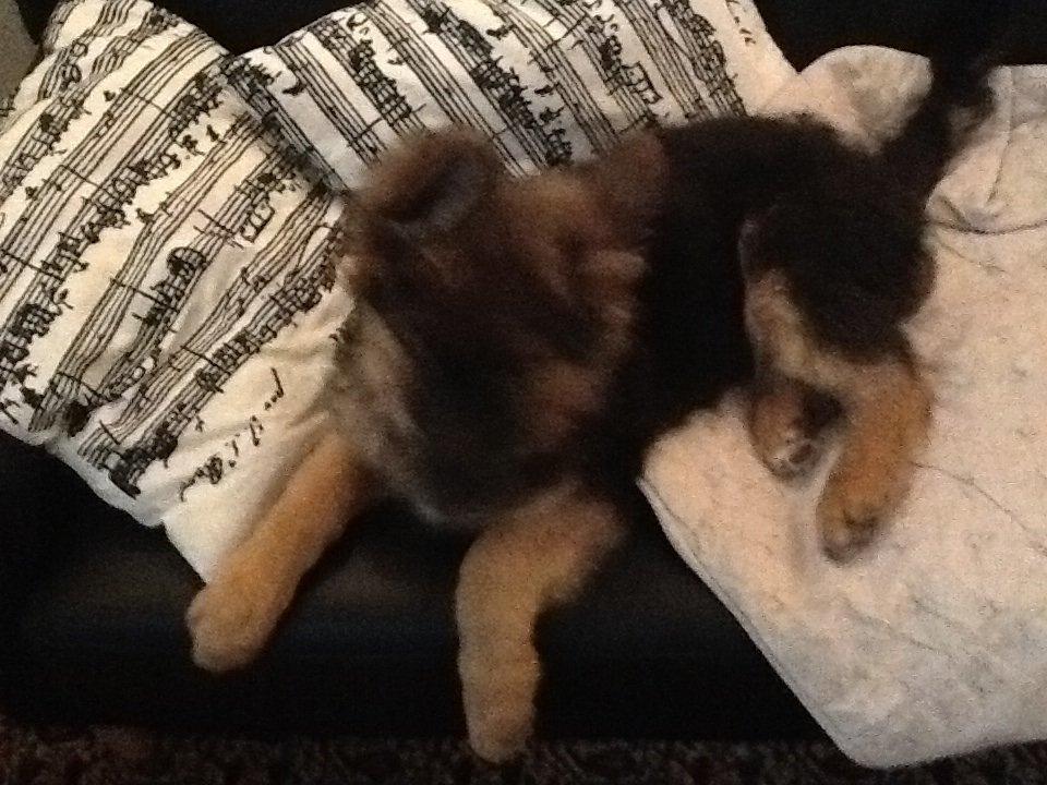 Schæferhund Niemai Fiona billede 1