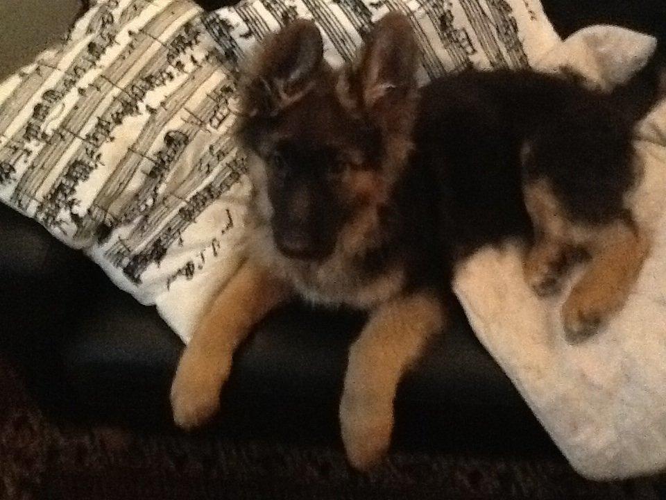 Schæferhund Niemai Fiona billede 2