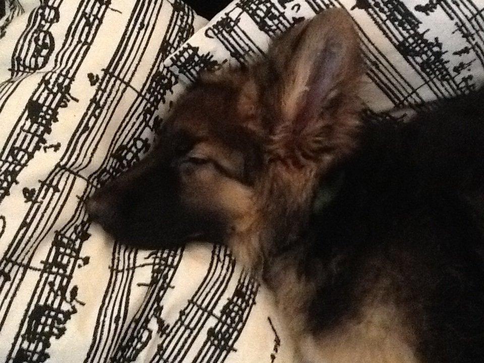 Schæferhund Niemai Fiona billede 3