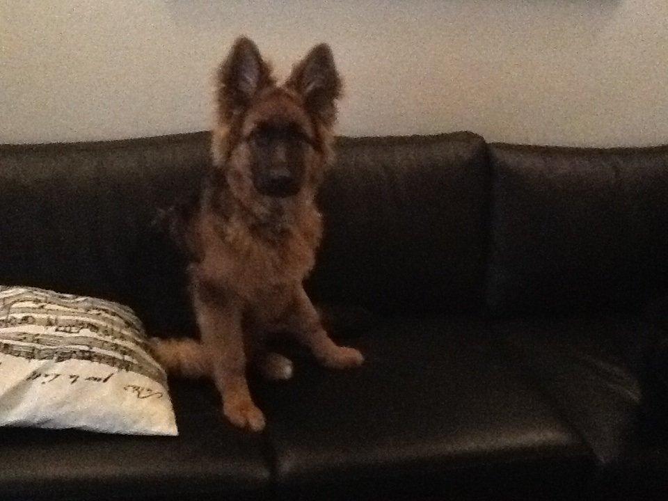Schæferhund Niemai Fiona billede 4