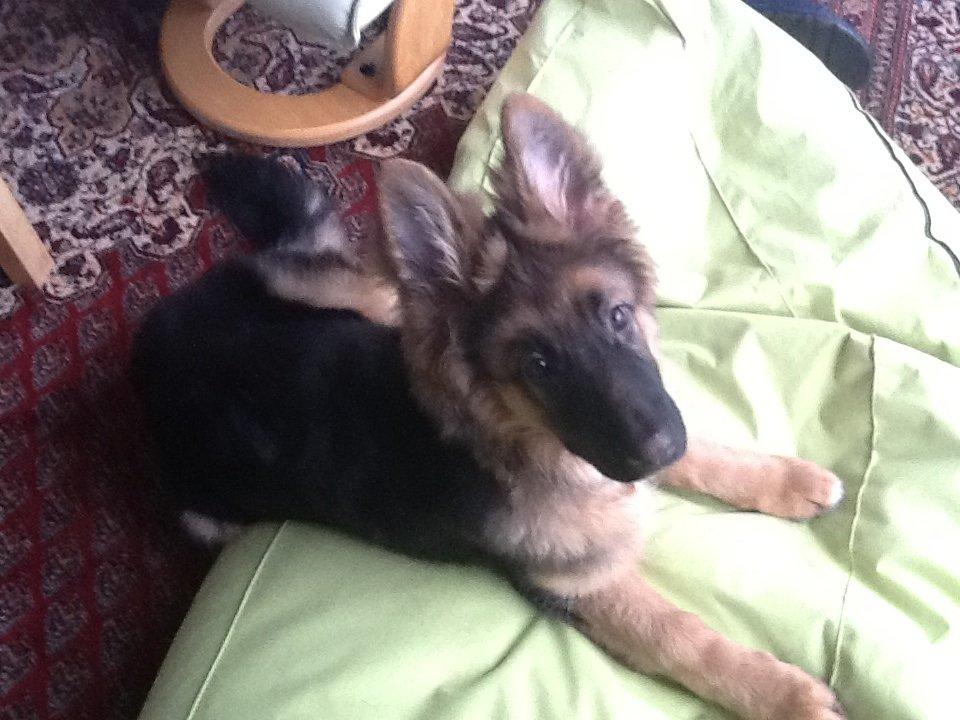 Schæferhund Niemai Fiona billede 5