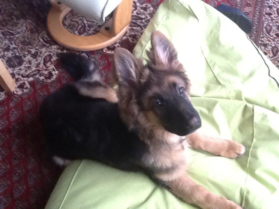 Schæferhund Niemai Fiona billede 6