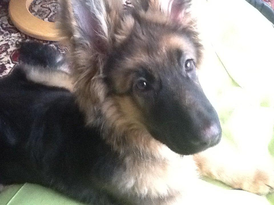 Schæferhund Niemai Fiona billede 7