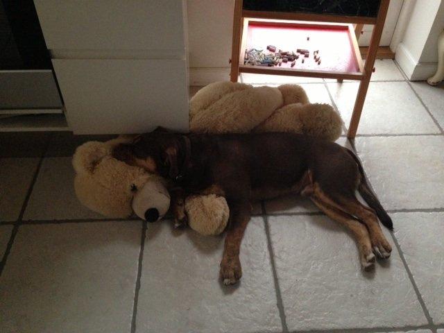 Olde english bulldogge Carlos billede 16