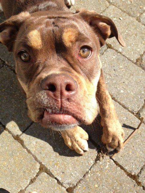 Olde english bulldogge Carlos billede 17
