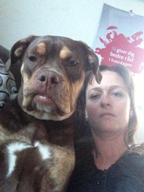 Olde english bulldogge Carlos billede 18