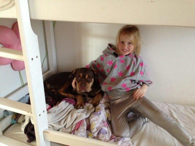 Olde english bulldogge Carlos billede 19