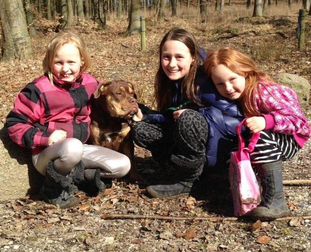 Olde english bulldogge Carlos billede 20