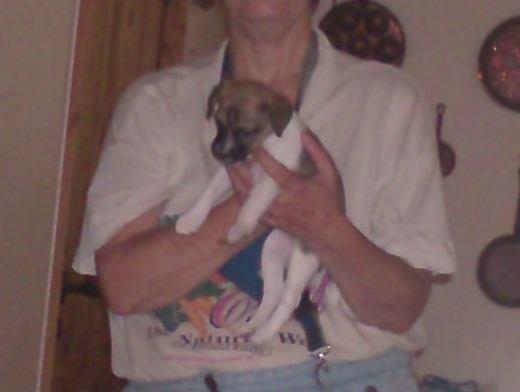 Dansk svensk gaardhund figgo billede 1