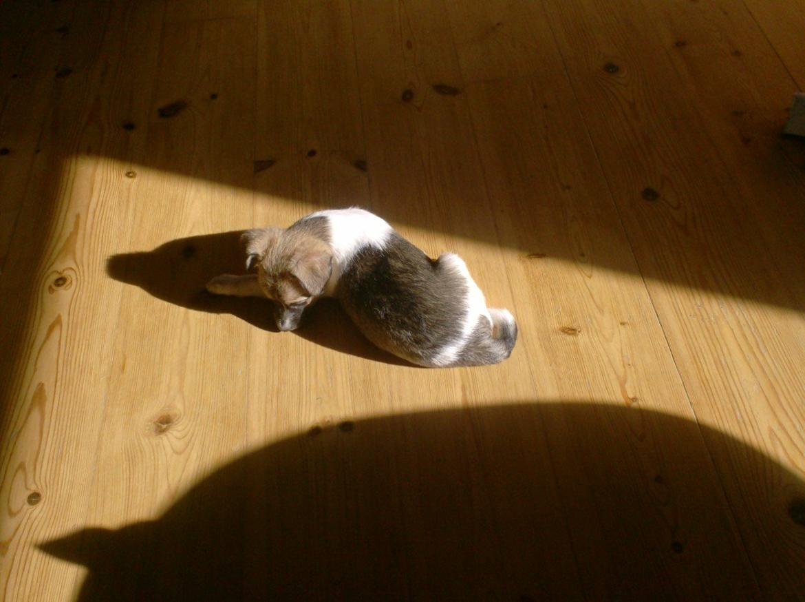 Dansk svensk gaardhund figgo billede 2