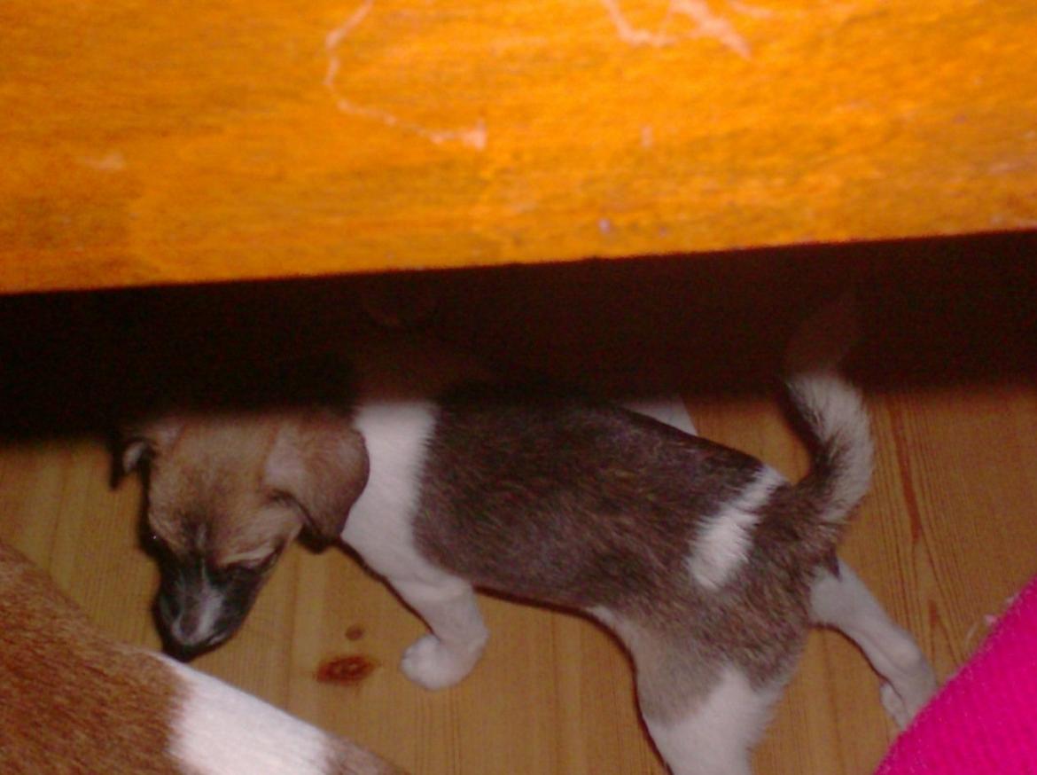 Dansk svensk gaardhund figgo billede 3