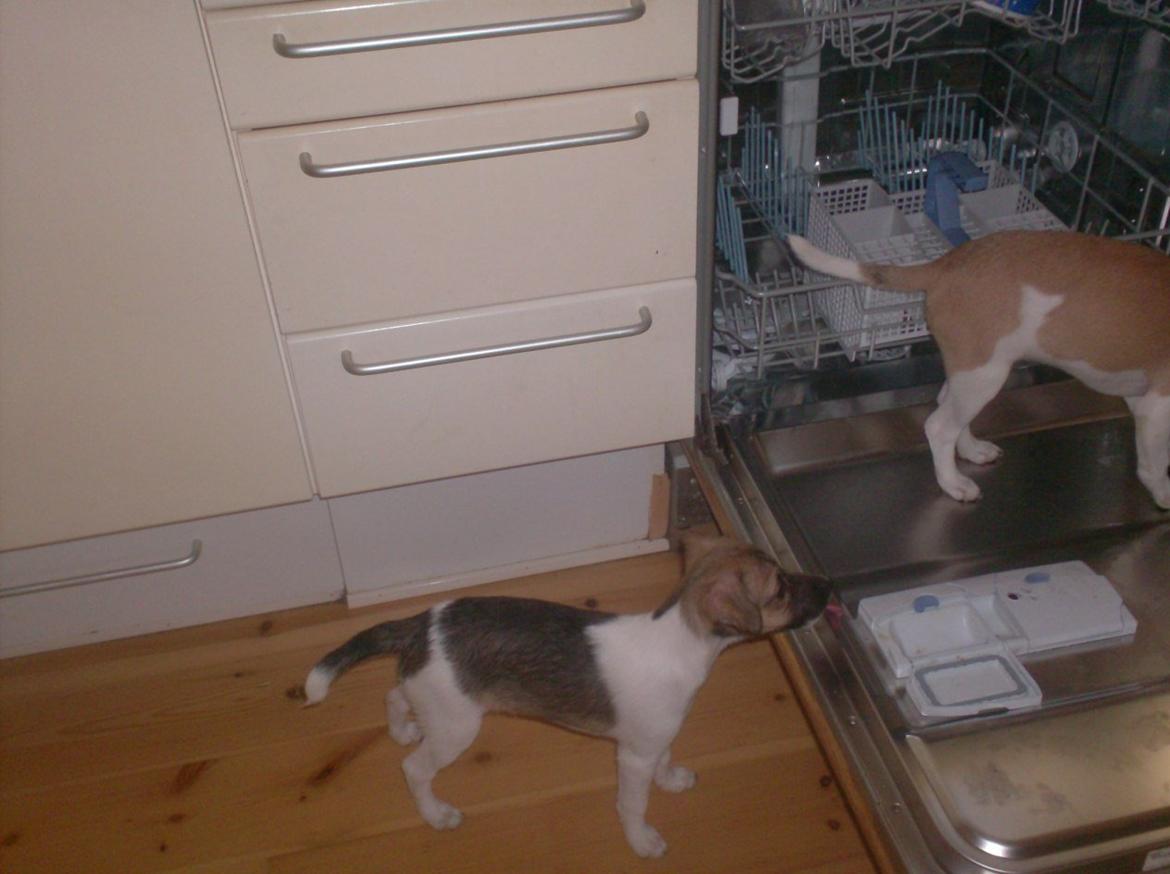 Dansk svensk gaardhund figgo billede 4