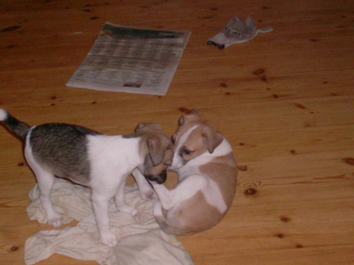 Dansk svensk gaardhund figgo billede 5