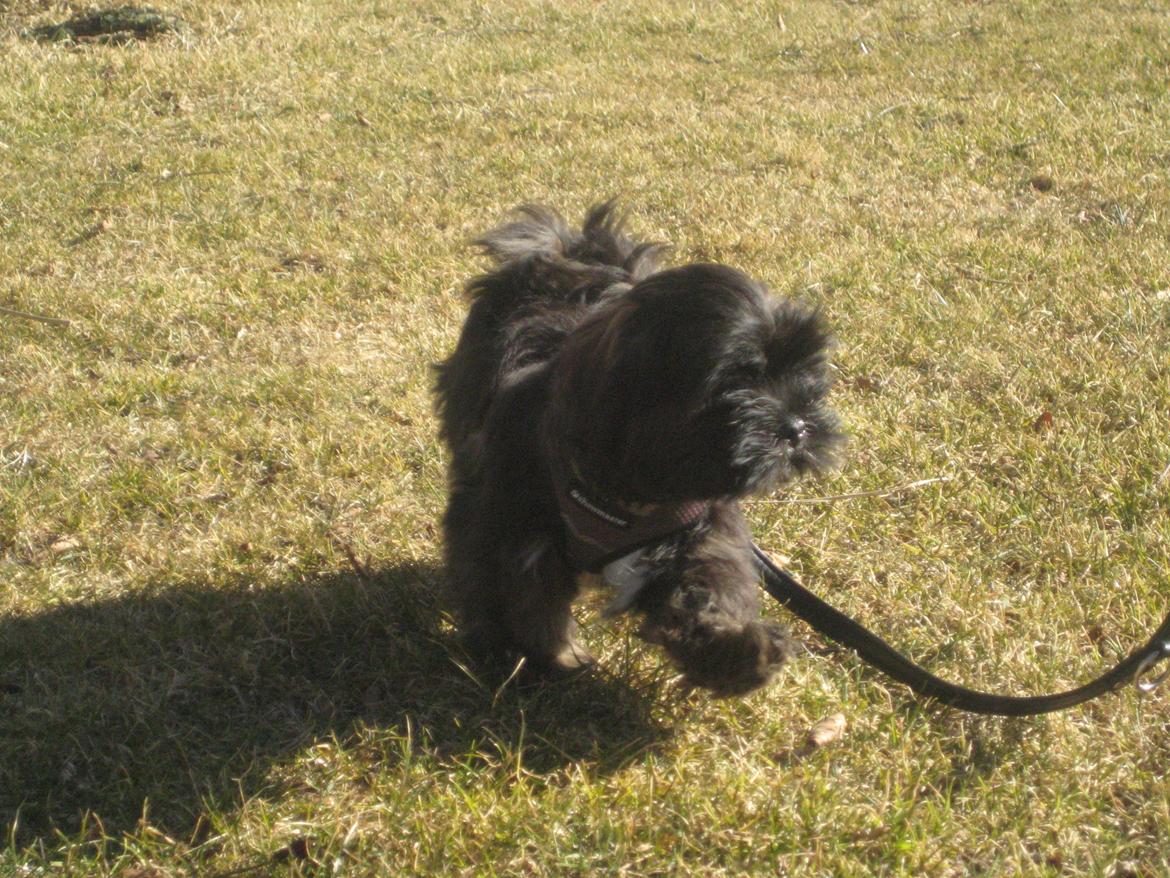 Lhasa apso Storm Royal's Prince Charming billede 3
