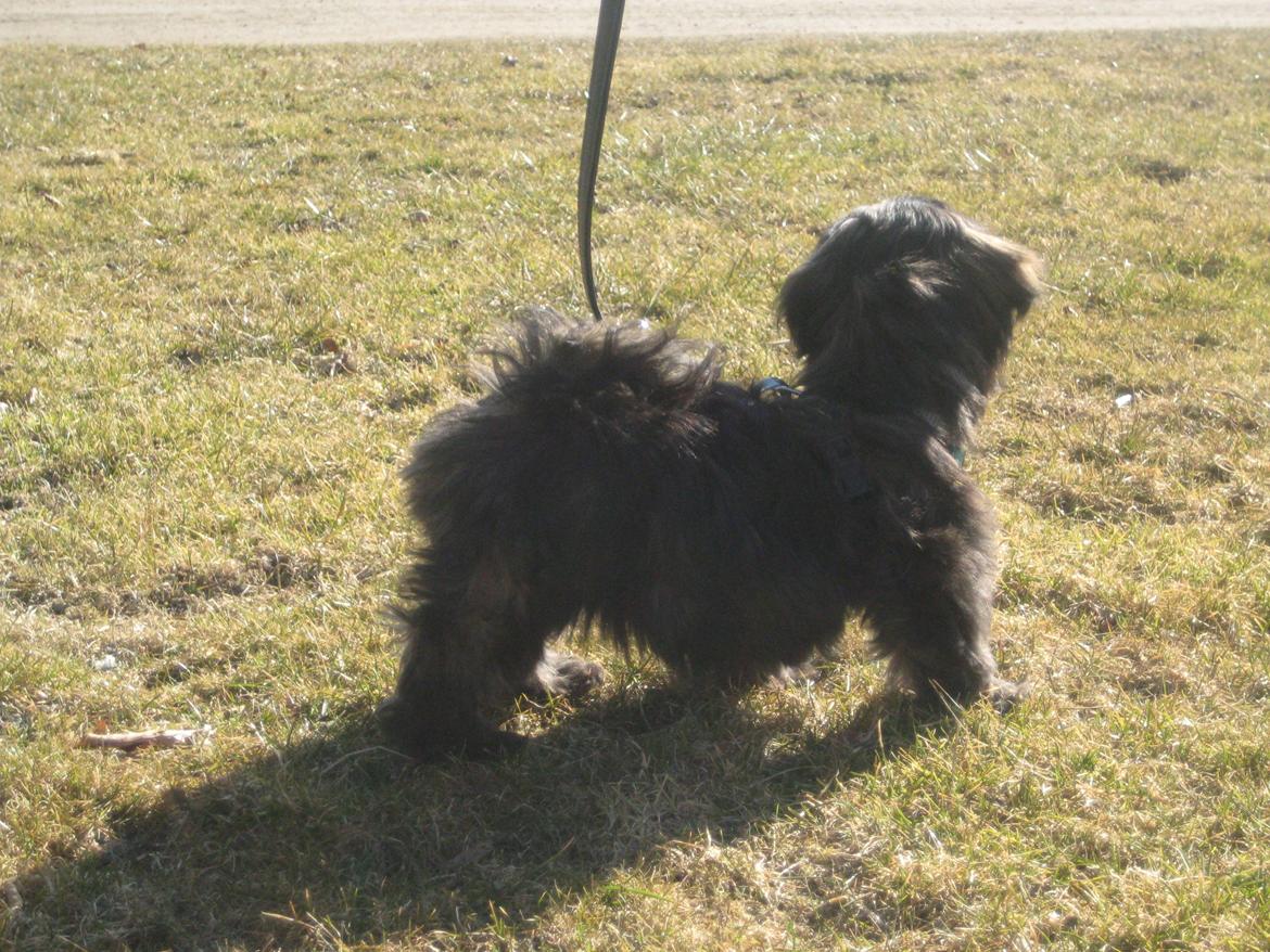 Lhasa apso Storm Royal's Prince Charming billede 4