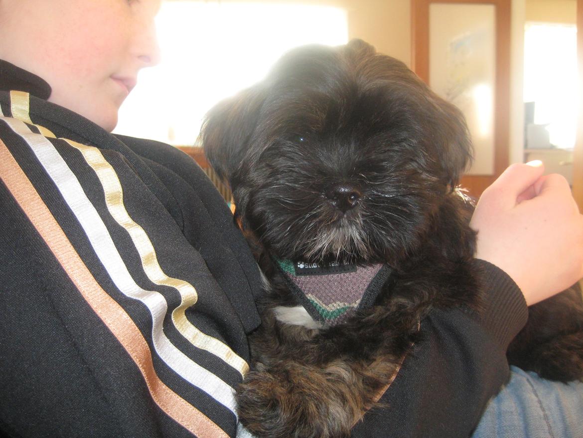 Lhasa apso Storm Royal's Prince Charming billede 5