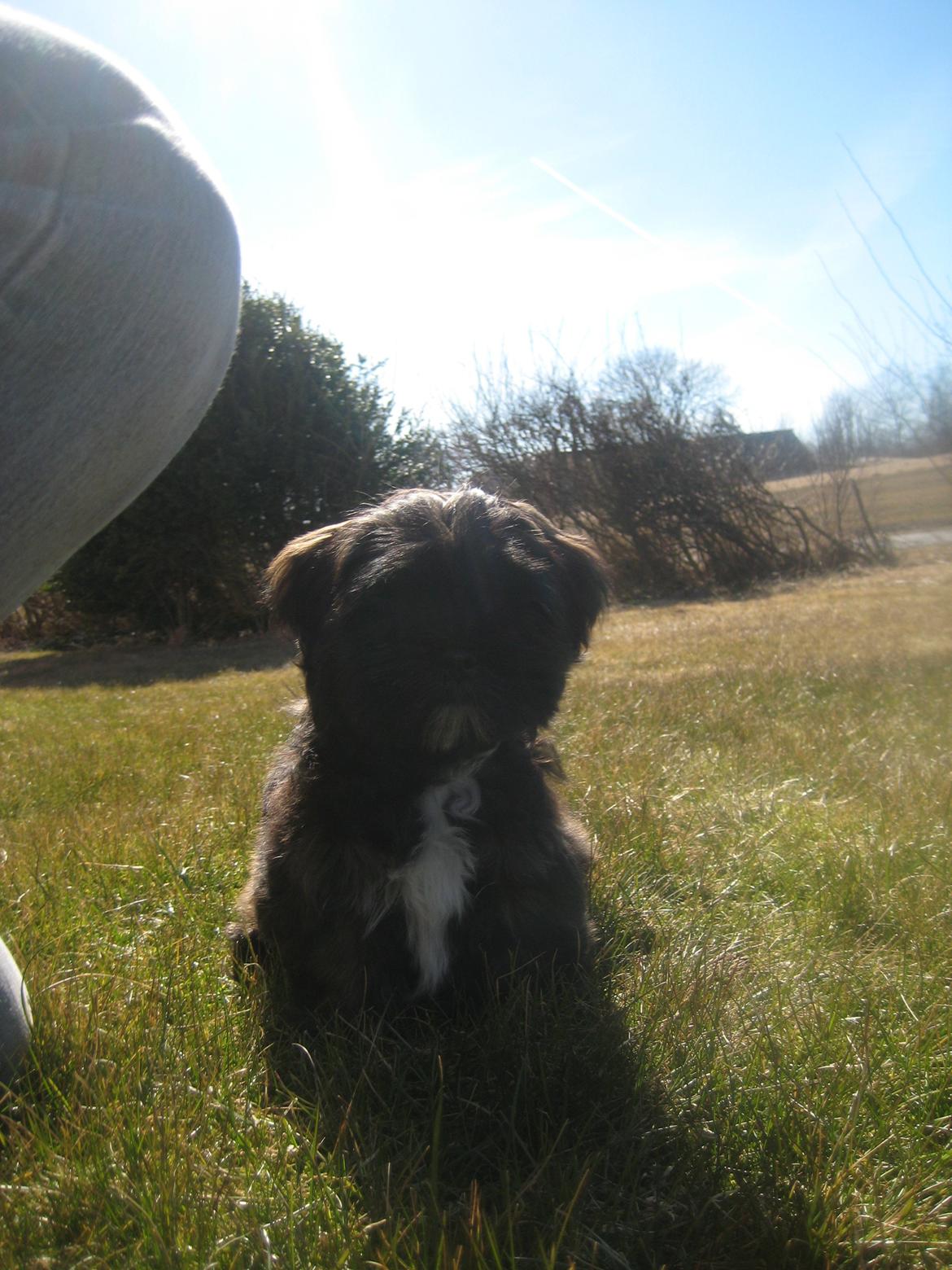 Lhasa apso Storm Royal's Prince Charming billede 6