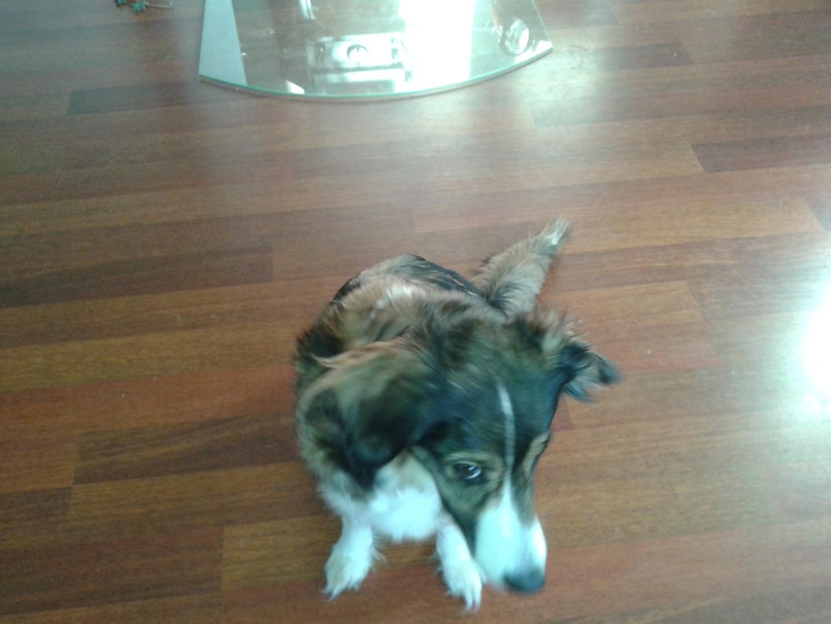 Blanding af racer Jackie *?Himmelhund?* billede 1