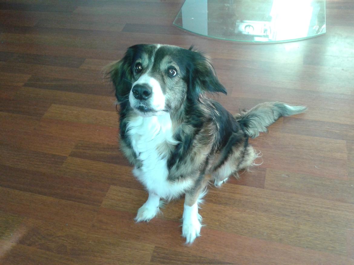 Blanding af racer Jackie *?Himmelhund?* billede 2