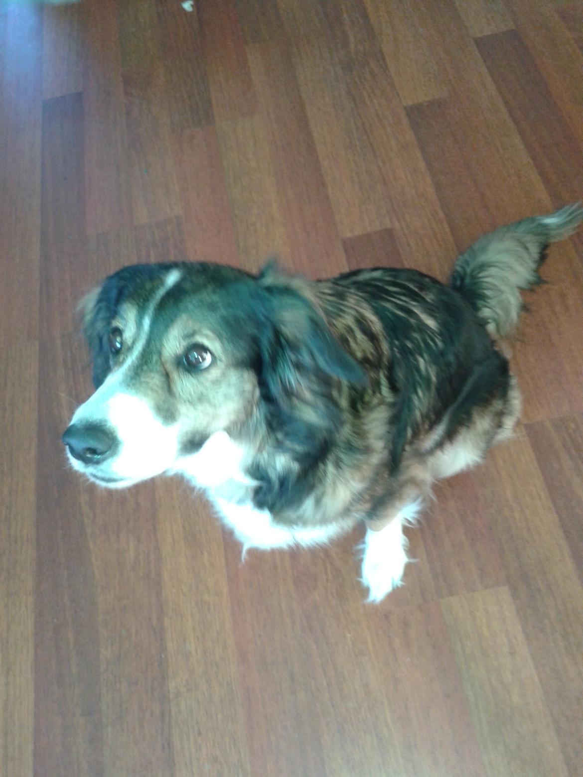 Blanding af racer Jackie *?Himmelhund?* billede 3