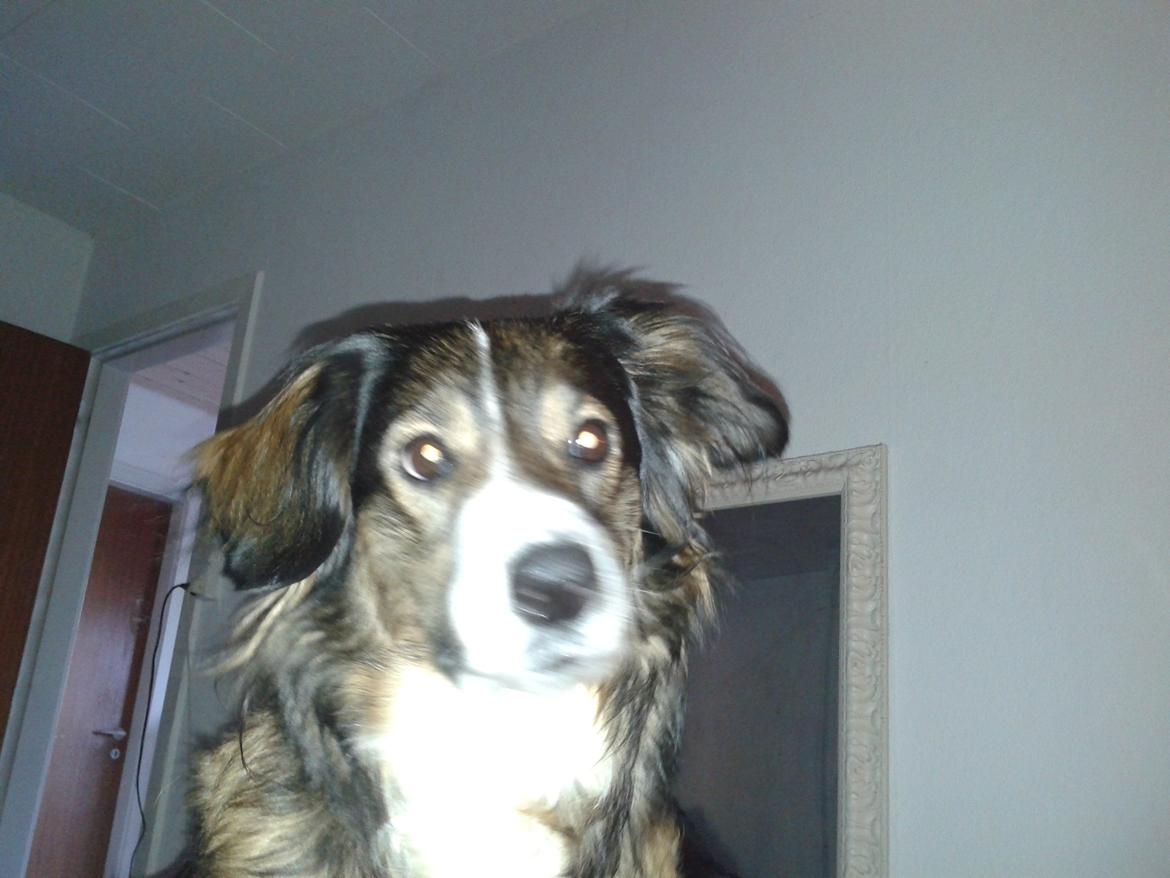 Blanding af racer Jackie *?Himmelhund?* billede 4