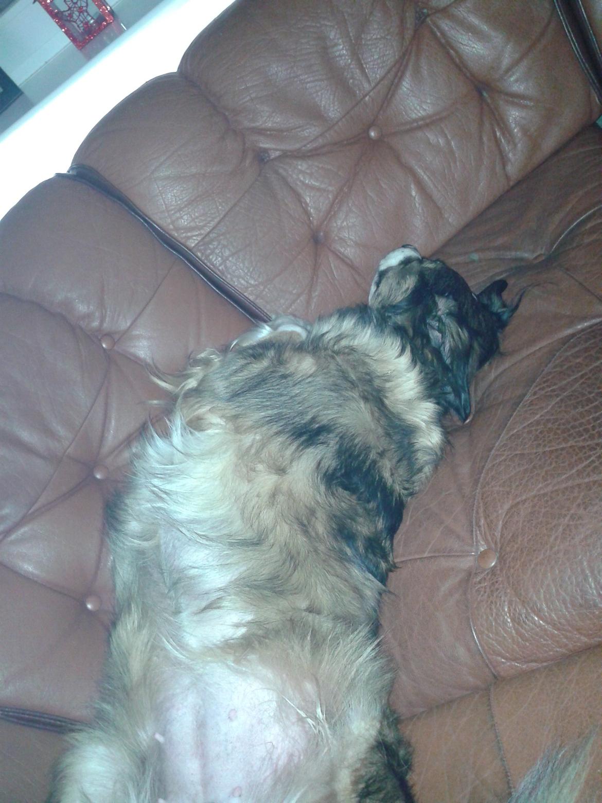 Blanding af racer Jackie *?Himmelhund?* billede 5