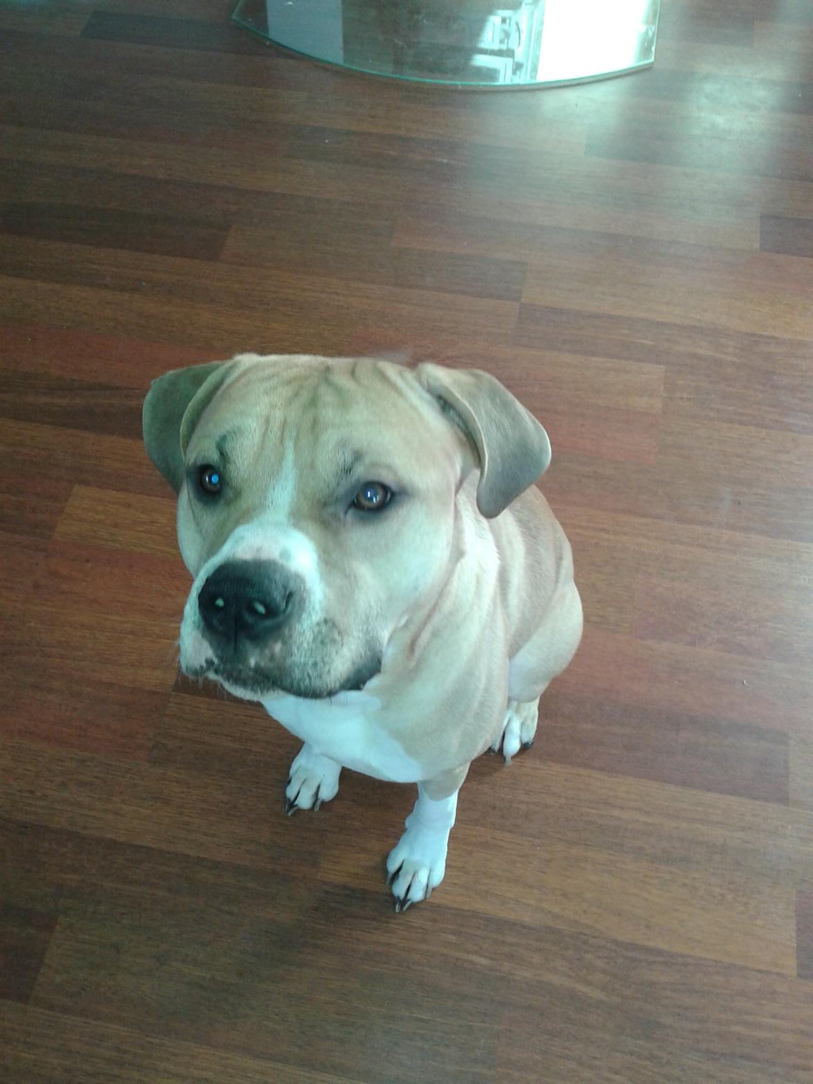 Blanding af racer Buthler billede 1