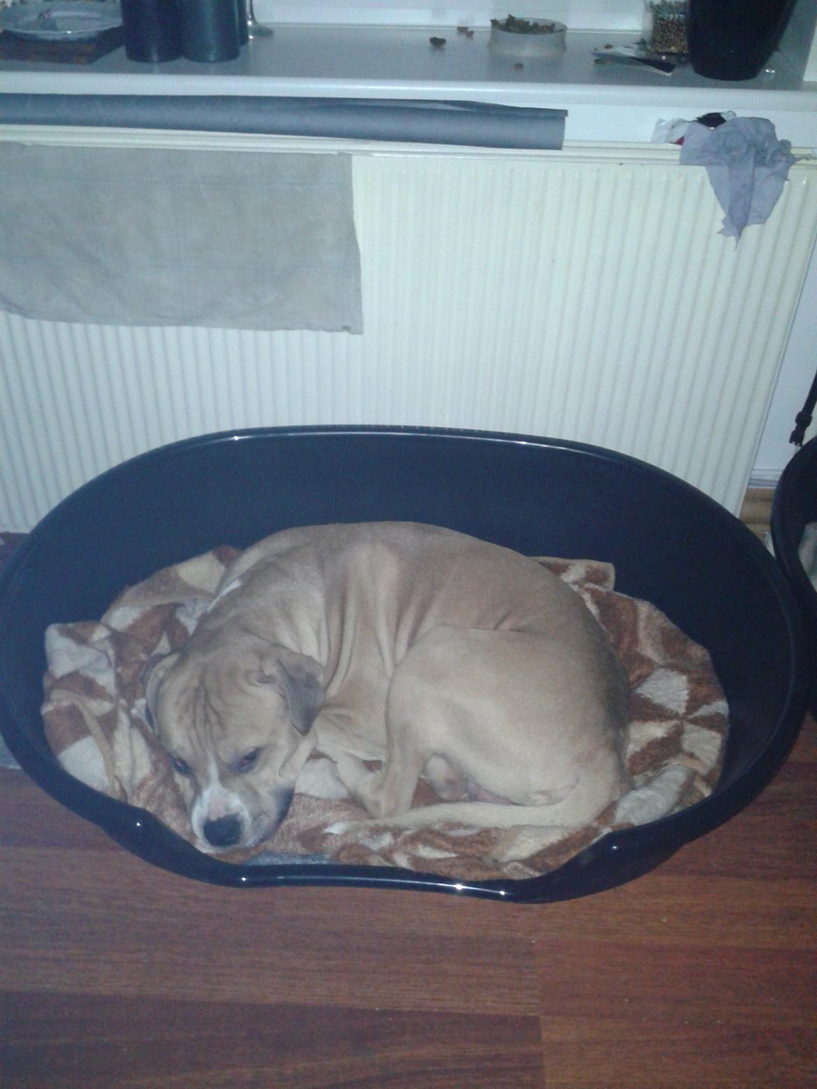 Blanding af racer Buthler billede 2