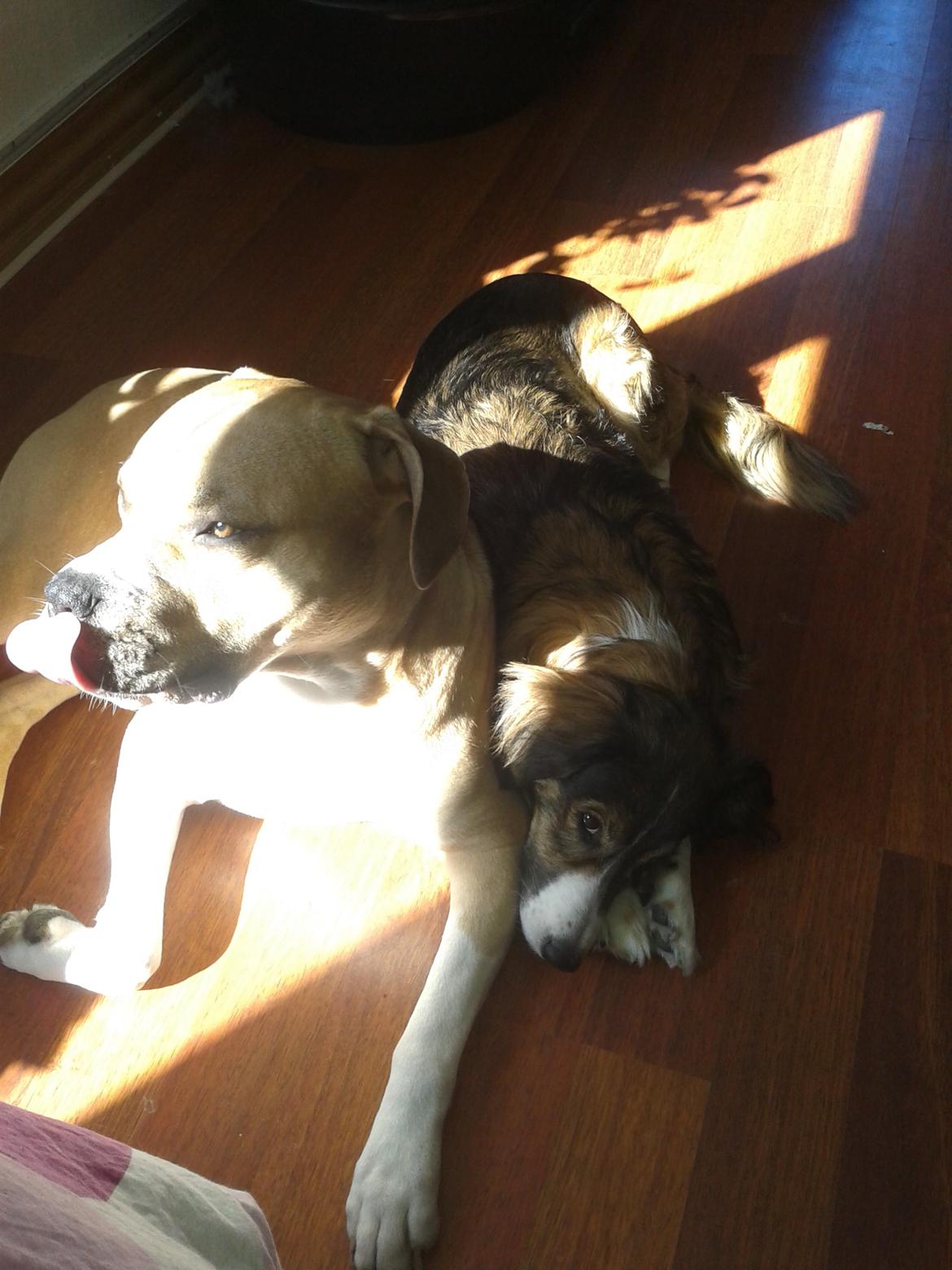 Blanding af racer Buthler billede 3