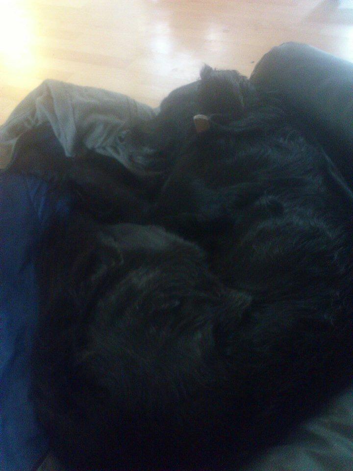 Flat coated retriever Basse (Egon) - Velkommen til prinsens profil  billede 1