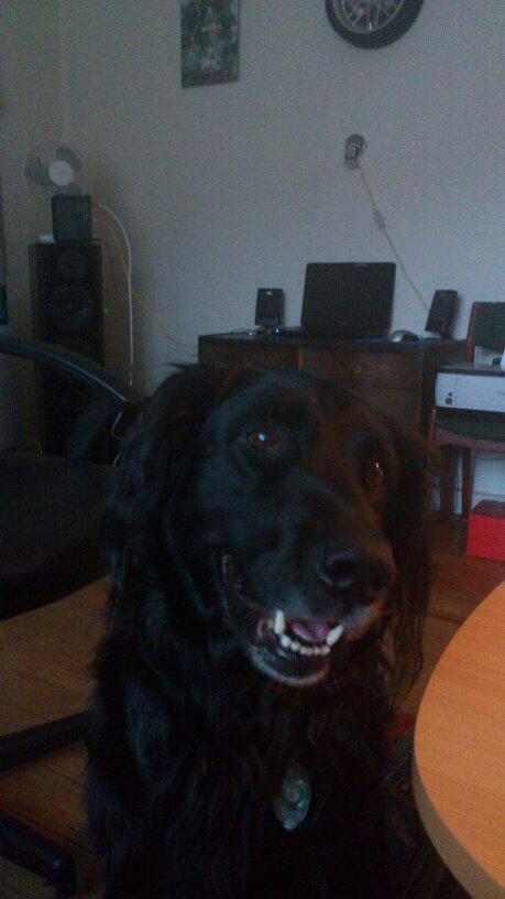 Flat coated retriever Basse (Egon) - Glad glad glad billede 2